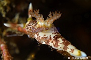 Nembrotha lineolata-Tomia Hondue Beach-20m-20180525-Denis-ADER-DSC_0283_tn